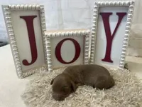 Bailey, a female Dachshund for sale in Dora, MO – Photo 6 of 8