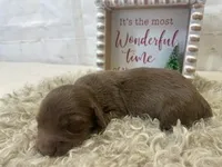 Bailey, a female Dachshund for sale in Dora, MO – Photo 7 of 8