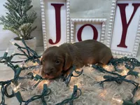 Bailey, a female Dachshund for sale in Dora, MO – Photo 4 of 8