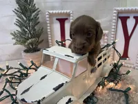 Bailey, a female Dachshund for sale in Dora, MO – Photo 2 of 8