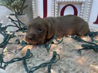 Bailey, a female Dachshund for sale in Dora, MO – Photo 3 of 8