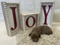 Bailey, a female Dachshund for sale in Dora, MO – Photo 8 of 8