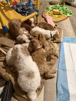 Grey, a male Goldendoodle for sale in Elbert, CO – 10 of 10