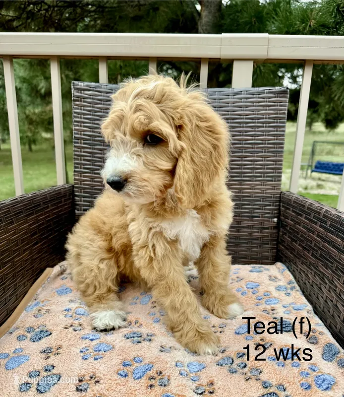 Teal – Goldendoodle puppy for sale in Elbert, CO