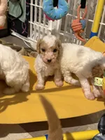 Pink, a female Goldendoodle for sale in Elbert, CO – 5 of 10