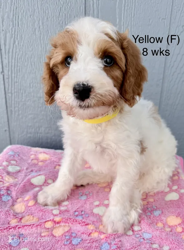 Yellow – Goldendoodle puppy for sale in Elbert, CO