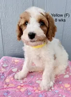 Yellow, a female Goldendoodle for sale in Elbert, CO – 1 of 10