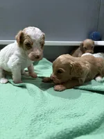 White, a female Goldendoodle for sale in Elbert, CO – 5 of 9