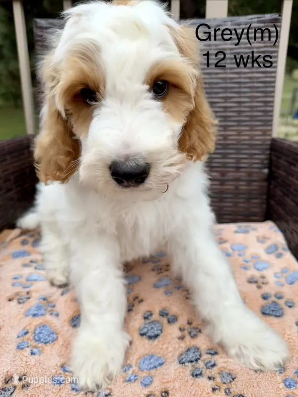 Grey – Goldendoodle puppy for sale in Elbert, CO