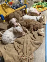 Black, a male Goldendoodle for sale in Elbert, CO – 6 of 10