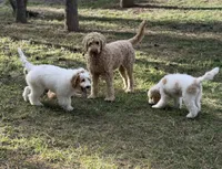 Grey, a male Goldendoodle for sale in Elbert, CO – 6 of 10
