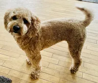 Grey, a male Goldendoodle for sale in Elbert, CO – 5 of 10
