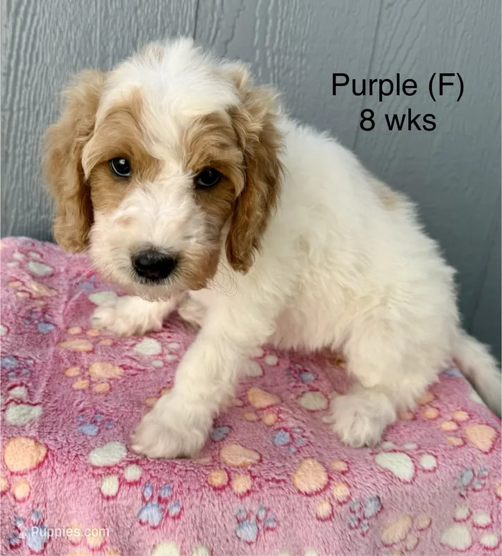 Purple – Goldendoodle puppy for sale in Elbert, CO