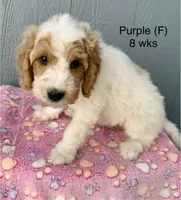 Purple, a female Goldendoodle for sale in Elbert, CO – 1 of 10