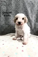 Grey, a male Goldendoodle for sale in Elbert, CO – 2 of 10