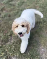 Pink, a female Goldendoodle for sale in Elbert, CO – 5 of 9