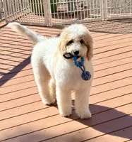Pink, a female Goldendoodle for sale in Elbert, CO – 2 of 9