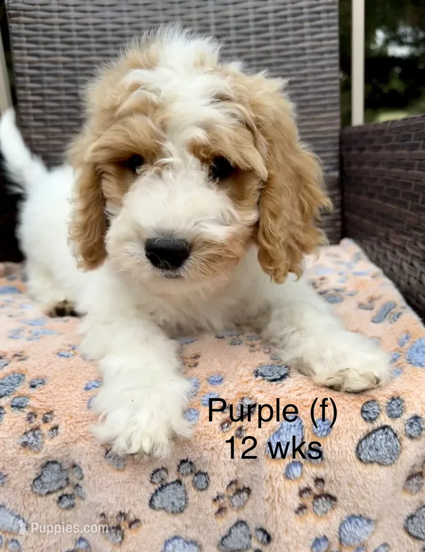 Purple – Goldendoodle puppy for sale in Elbert, CO
