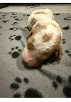 Yellow, a female Goldendoodle for sale in Elbert, CO – 4 of 10