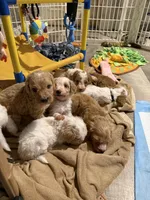White, a female Goldendoodle for sale in Elbert, CO – 6 of 9