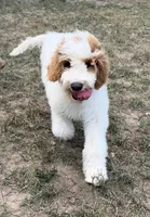 Grey, a male Goldendoodle for sale in Elbert, CO – 4 of 10