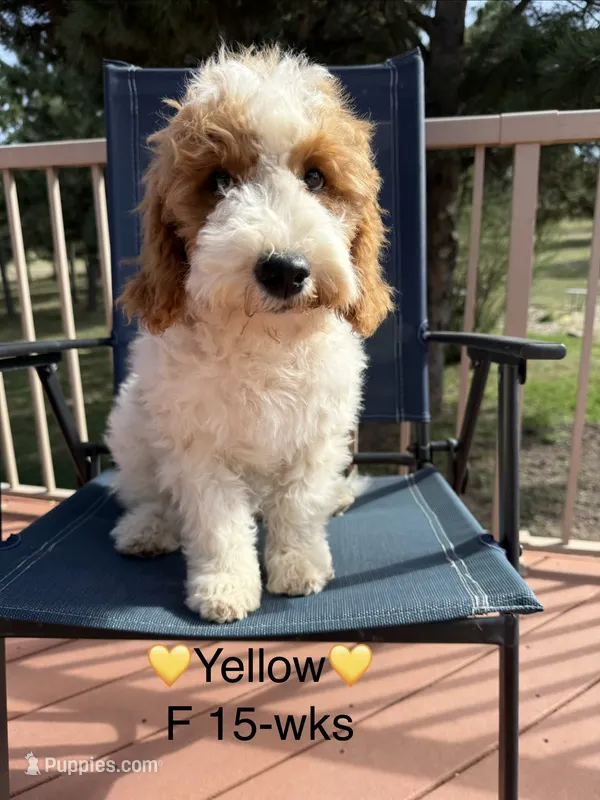 Yellow – Goldendoodle puppy for sale in Elbert, CO