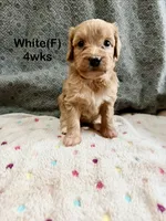 White, a female Goldendoodle for sale in Elbert, CO – 3 of 9