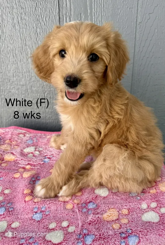 White – Goldendoodle puppy for sale in Elbert, CO