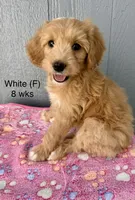 White, a female Goldendoodle for sale in Elbert, CO – 1 of 9