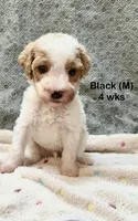 Black, a male Goldendoodle for sale in Elbert, CO – 2 of 10