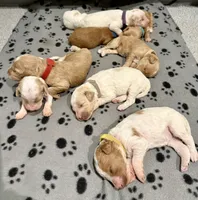 Yellow, a female Goldendoodle for sale in Elbert, CO – 10 of 10