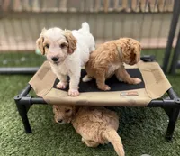 Pink, a female Goldendoodle for sale in Elbert, CO – 4 of 10