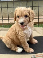 Teal, a female Goldendoodle for sale in Elbert, CO – 5 of 8