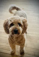 Grey, a male Goldendoodle for sale in Elbert, CO – 6 of 10