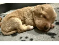 White, a female Goldendoodle for sale in Elbert, CO – 2 of 9