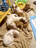 Pink, a female Goldendoodle for sale in Elbert, CO – 7 of 10