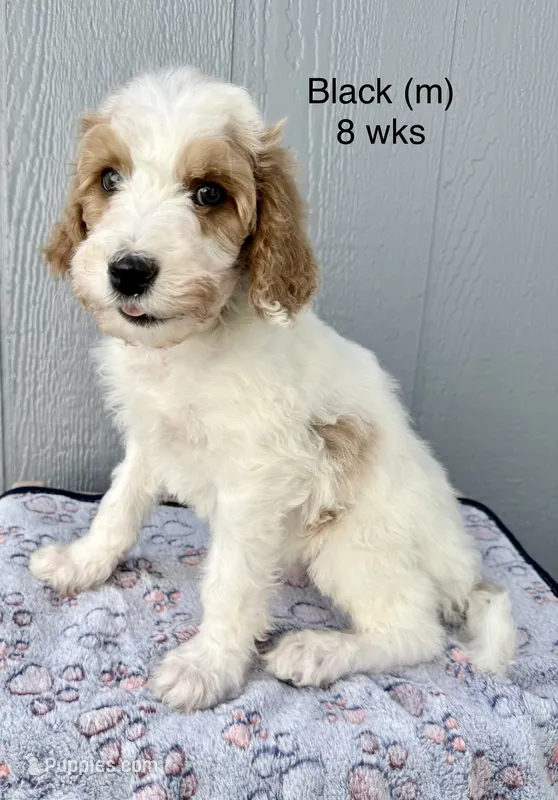 Black – Goldendoodle puppy for sale in Elbert, CO