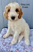 Grey, a male Goldendoodle for sale in Elbert, CO – 1 of 10