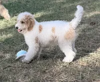 Pink, a female Goldendoodle for sale in Elbert, CO – 3 of 9