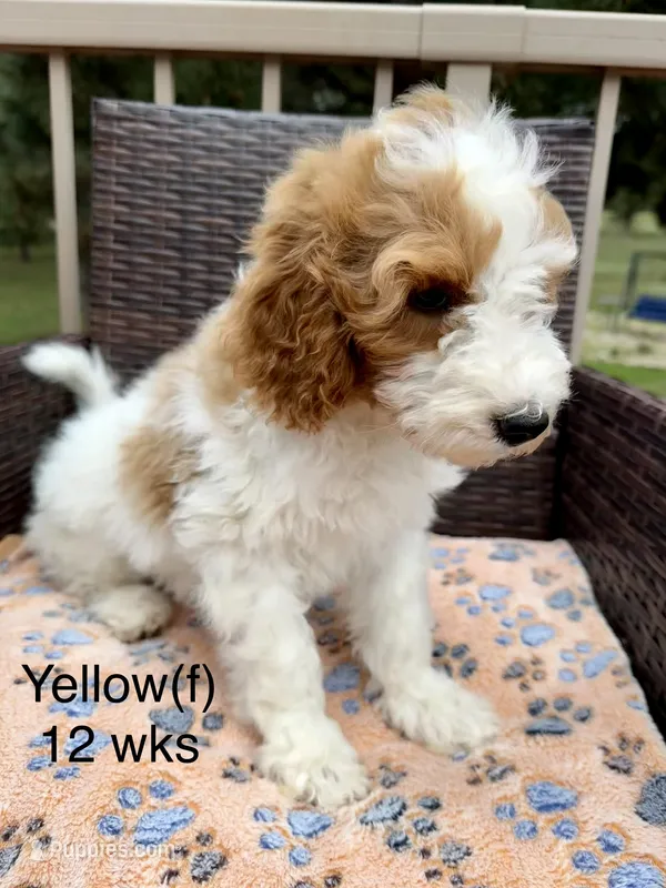Yellow – Goldendoodle puppy for sale in Elbert, CO