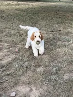 Grey, a male Goldendoodle for sale in Elbert, CO – 9 of 10