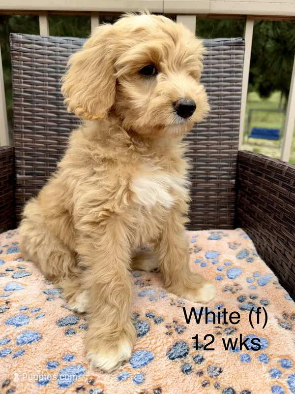 White – Goldendoodle puppy for sale in Elbert, CO