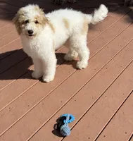 Pink, a female Goldendoodle for sale in Elbert, CO – 4 of 9