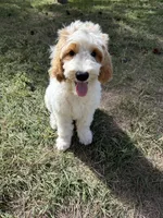 Grey, a male Goldendoodle for sale in Elbert, CO – 5 of 10