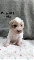Purple, a female Goldendoodle for sale in Elbert, CO – 3 of 10