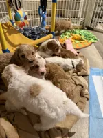 Teal, a female Goldendoodle for sale in Elbert, CO – 7 of 8