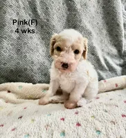 Pink, a female Goldendoodle for sale in Elbert, CO – 2 of 10