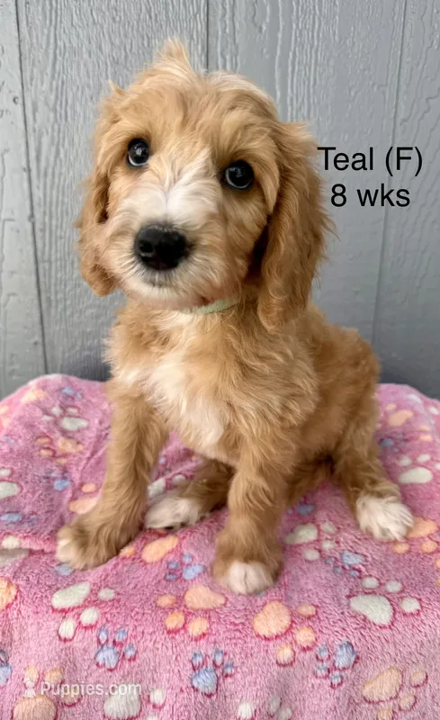 Teal – Goldendoodle puppy for sale in Elbert, CO