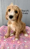 Teal, a female Goldendoodle for sale in Elbert, CO – 1 of 8