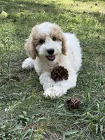 Pink, a female Goldendoodle for sale in Elbert, CO – 6 of 9